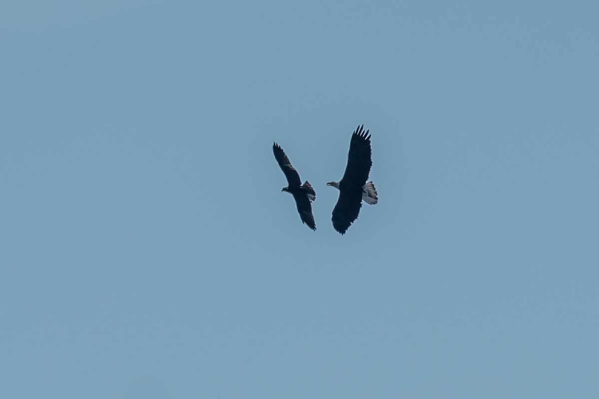 Bald Eagle - ML486413451