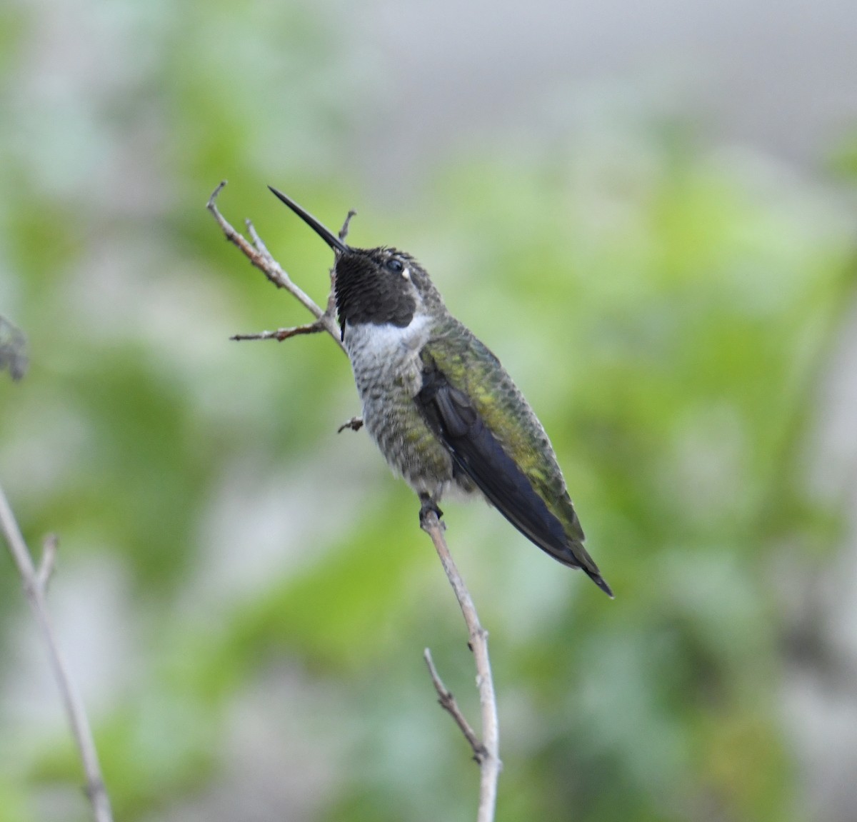 Colibri d'Anna - ML486413711