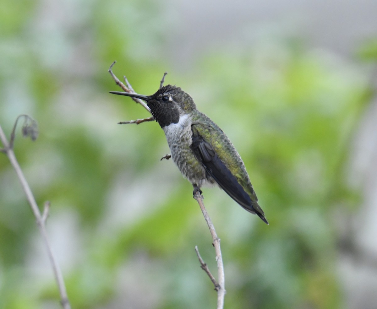 Colibri d'Anna - ML486413721