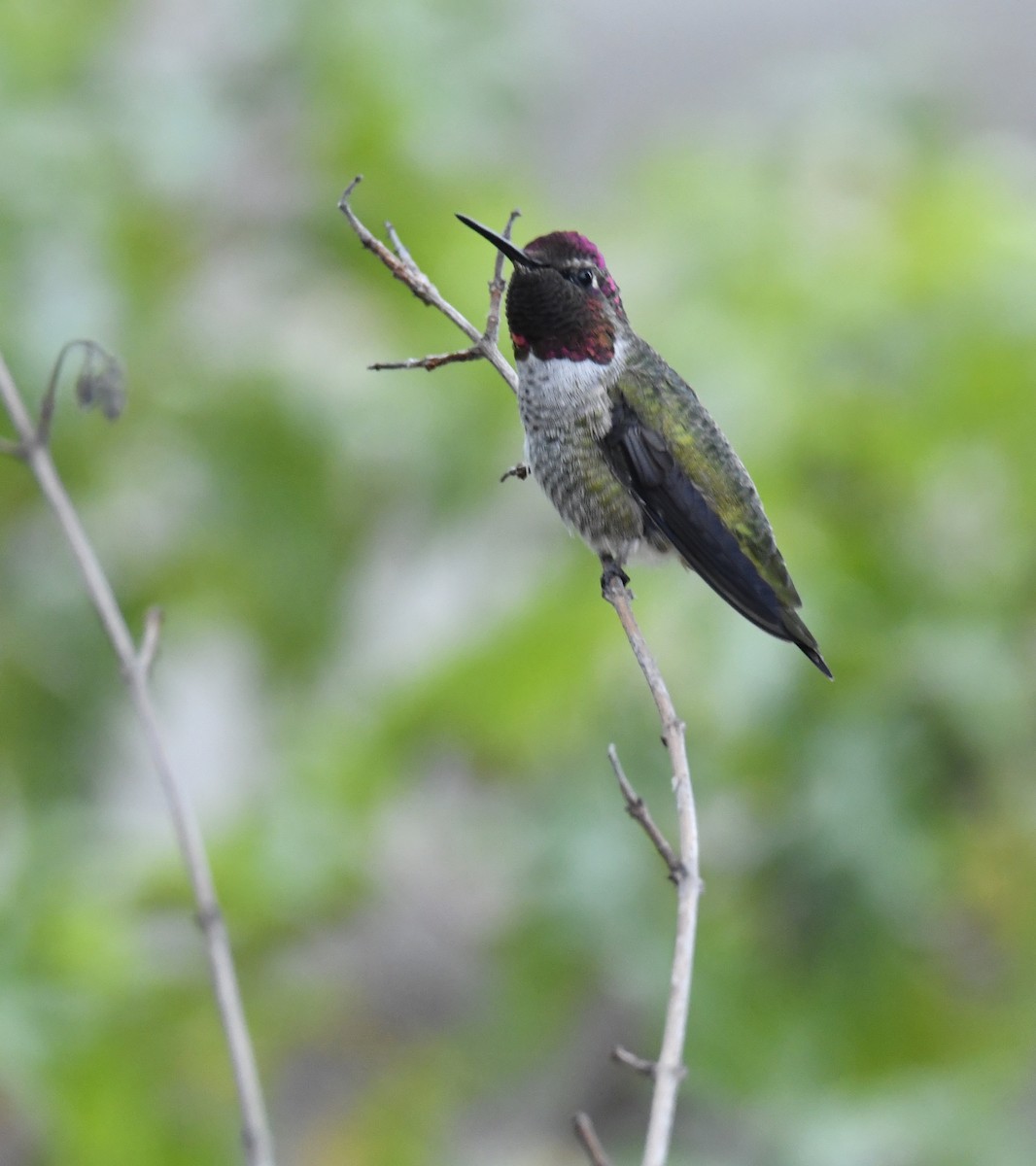 Colibri d'Anna - ML486413731