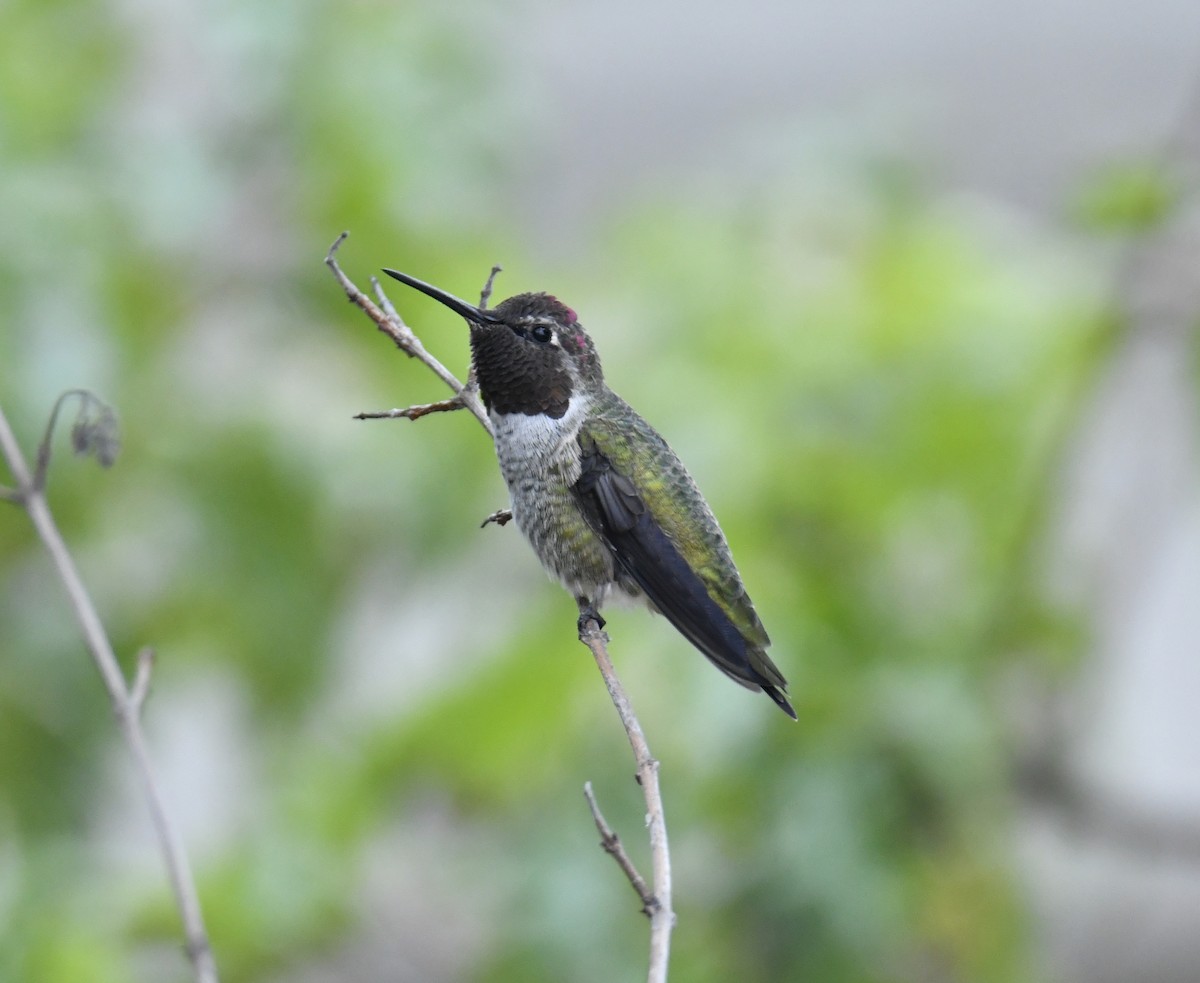 Colibri d'Anna - ML486413741