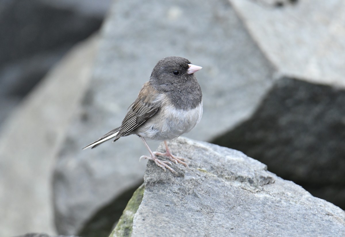 Junco ardoisé (groupe oreganus) - ML486413891