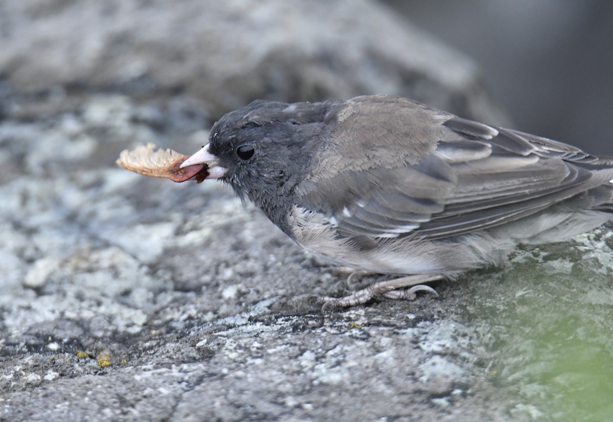 Junco ardoisé (groupe oreganus) - ML486413901