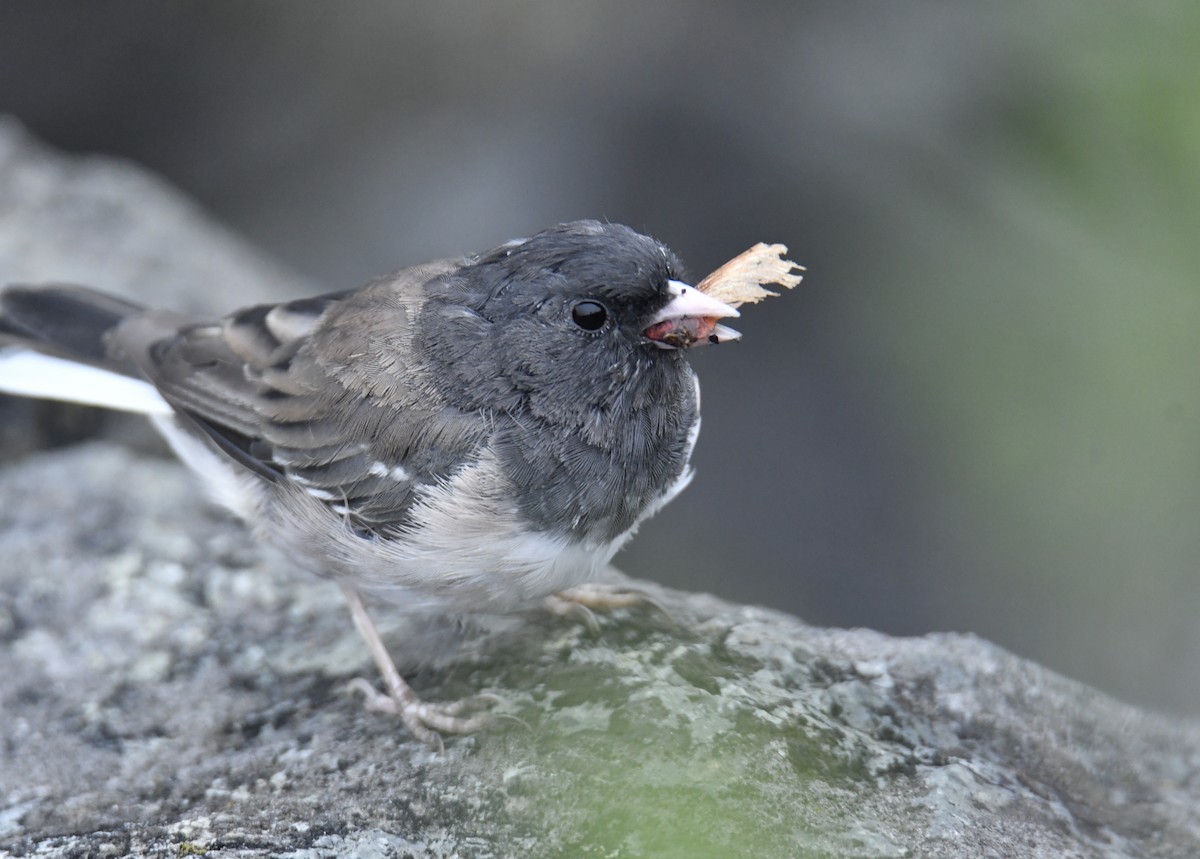 Junco ardoisé (groupe oreganus) - ML486413911