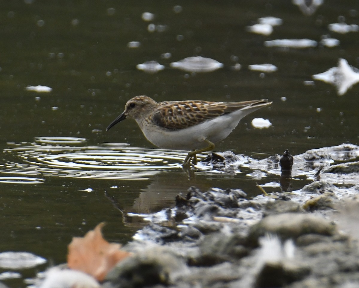 Least Sandpiper - ML486415411