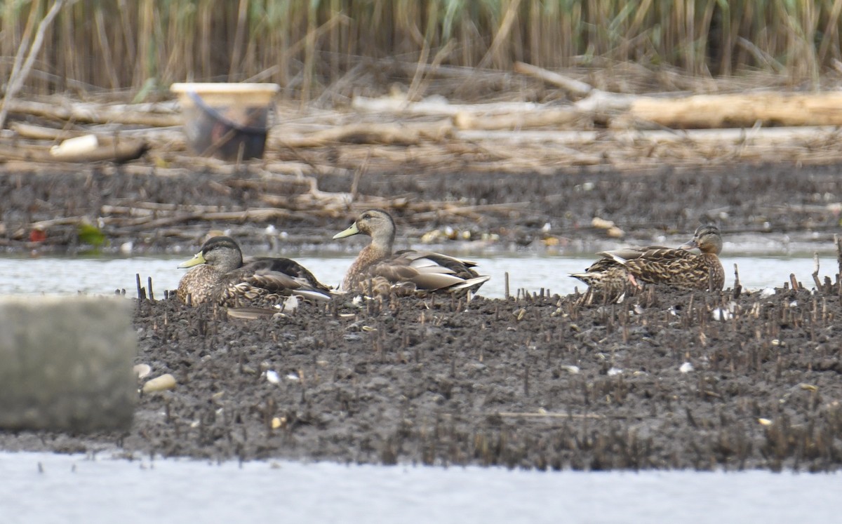 Canard colvert - ML486416021