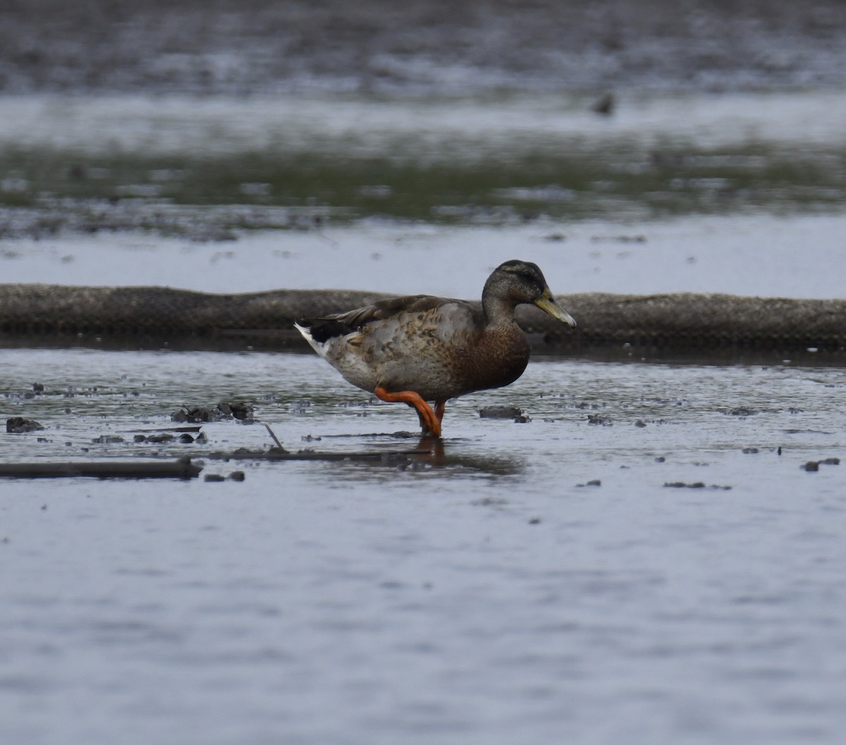 Mallard - David Chernack