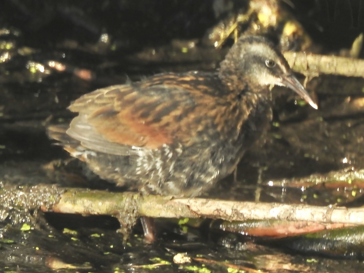 Virginia Rail - ML486416121