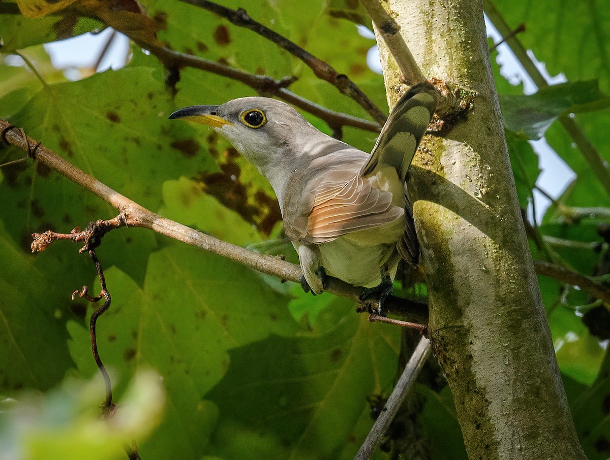 Yellow-billed Cuckoo - ML486417991