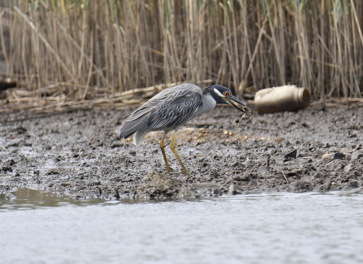 Yellow-crowned Night Heron - ML486418681