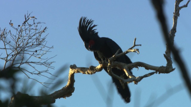 Cacatúa Enlutada - ML486419