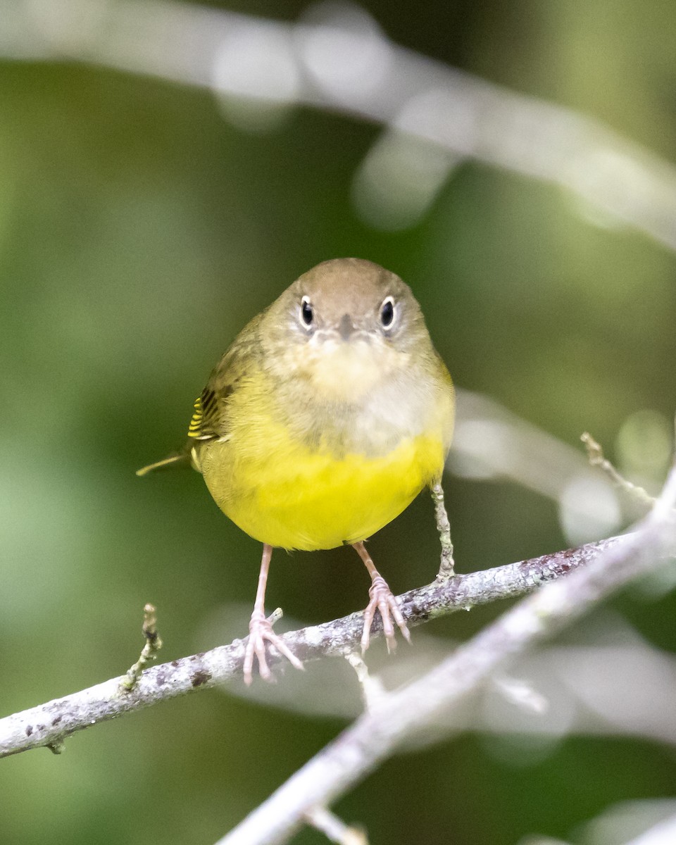 Connecticut Warbler - Jim Triplett