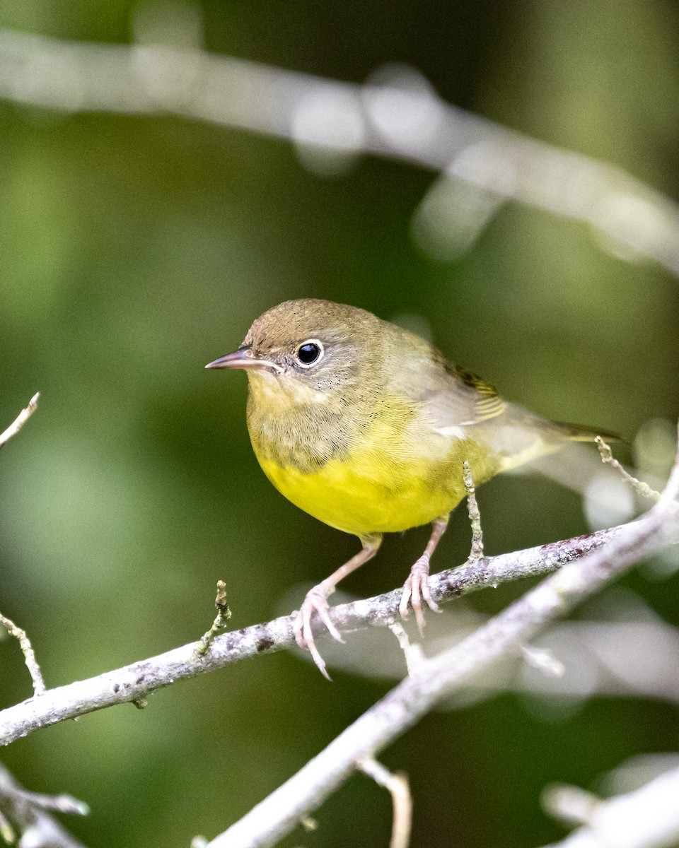 Connecticut Warbler - Jim Triplett