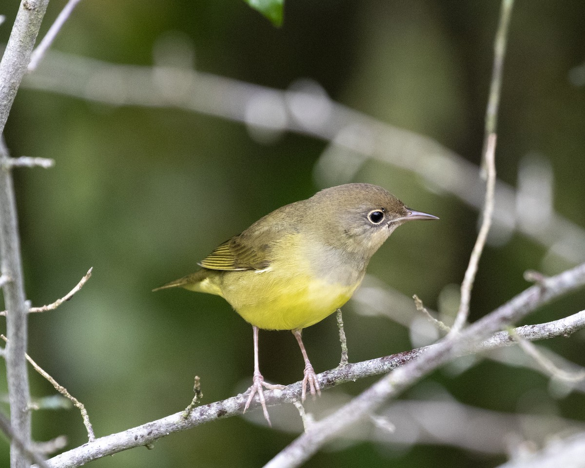 Connecticut Warbler - Jim Triplett