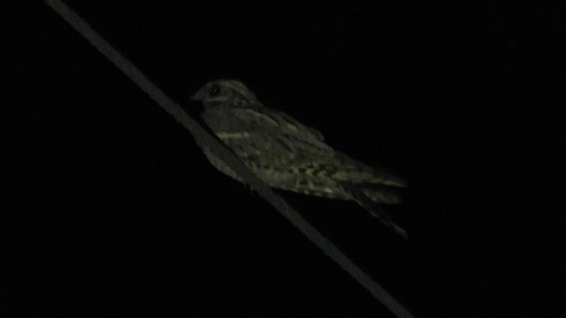 Eurasian Nightjar - ML486419491