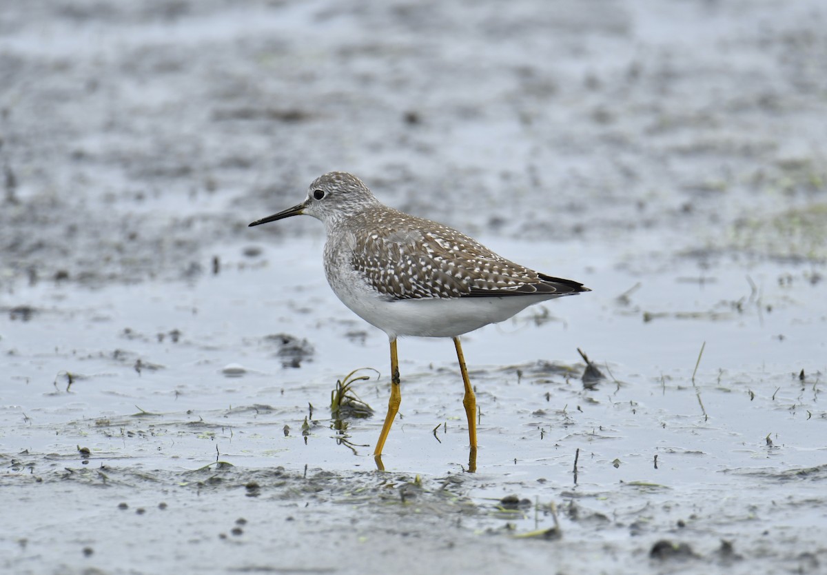 Lesser Yellowlegs - David Chernack