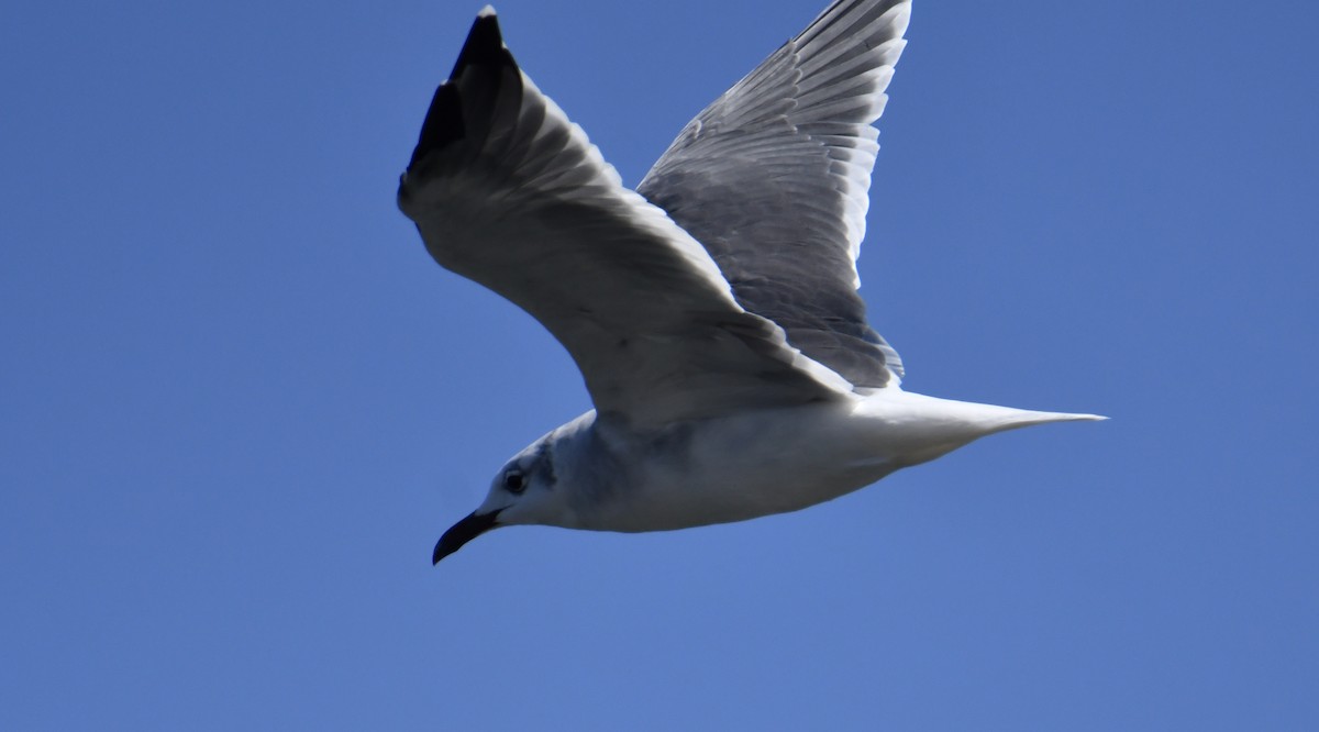 Laughing Gull - ML486420771