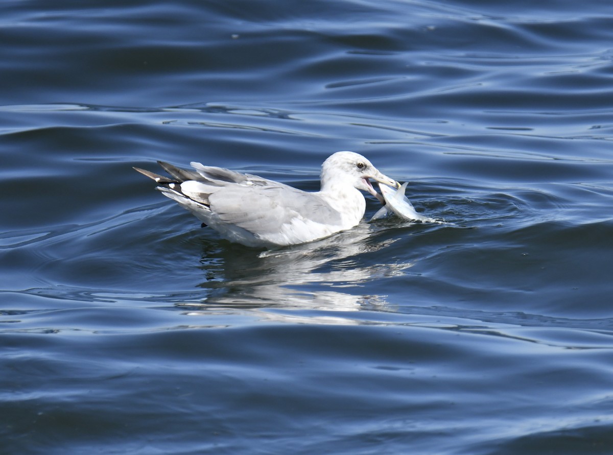 American Herring Gull - ML486420841