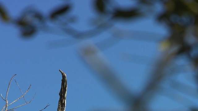 Palm Cockatoo - ML486421