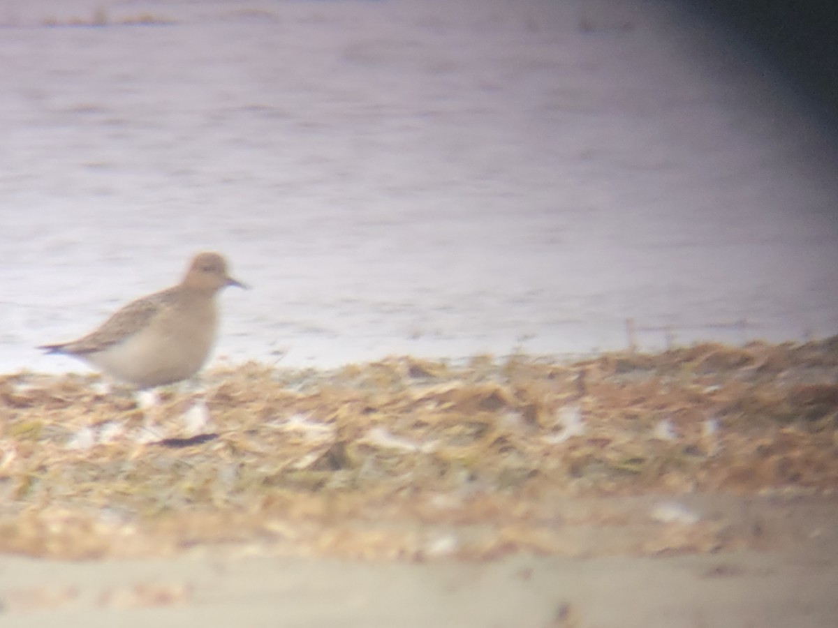 Buff-breasted Sandpiper - ML486422661