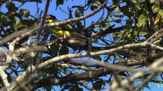 Australasian Figbird - ML486423