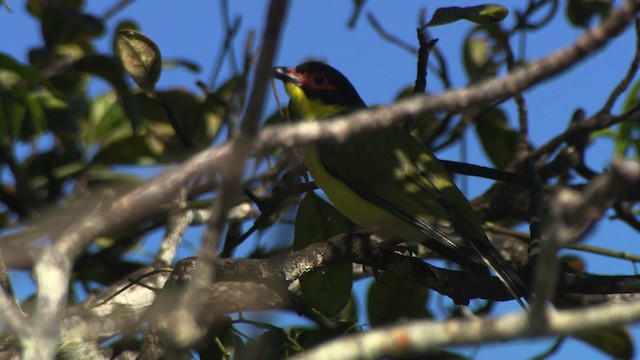 Australasian Figbird - ML486424