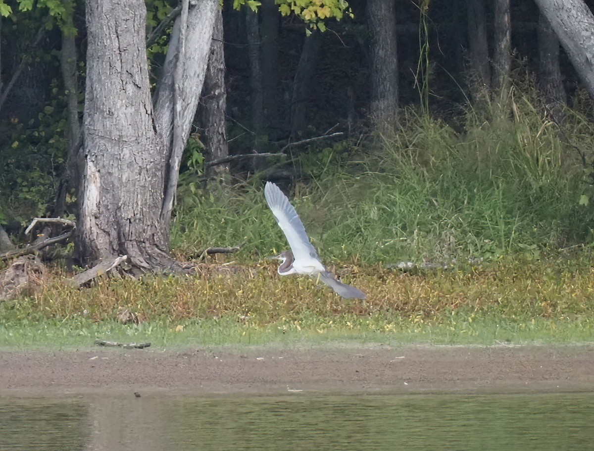 Tricolored Heron - ML486424031