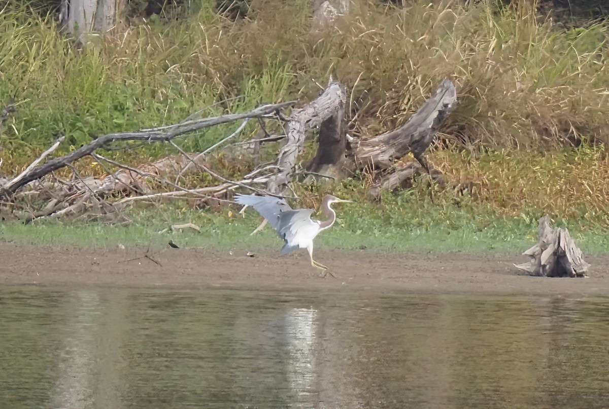 Tricolored Heron - ML486424141