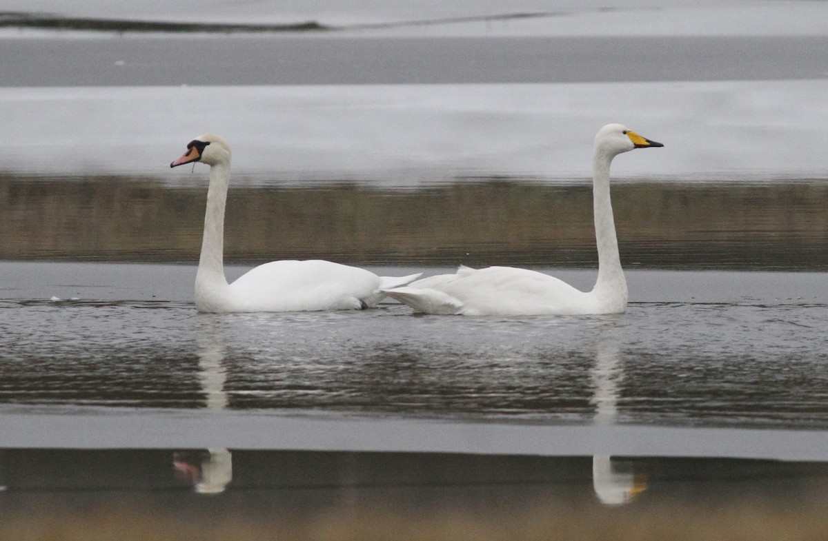 Cygne chanteur - ML48642491