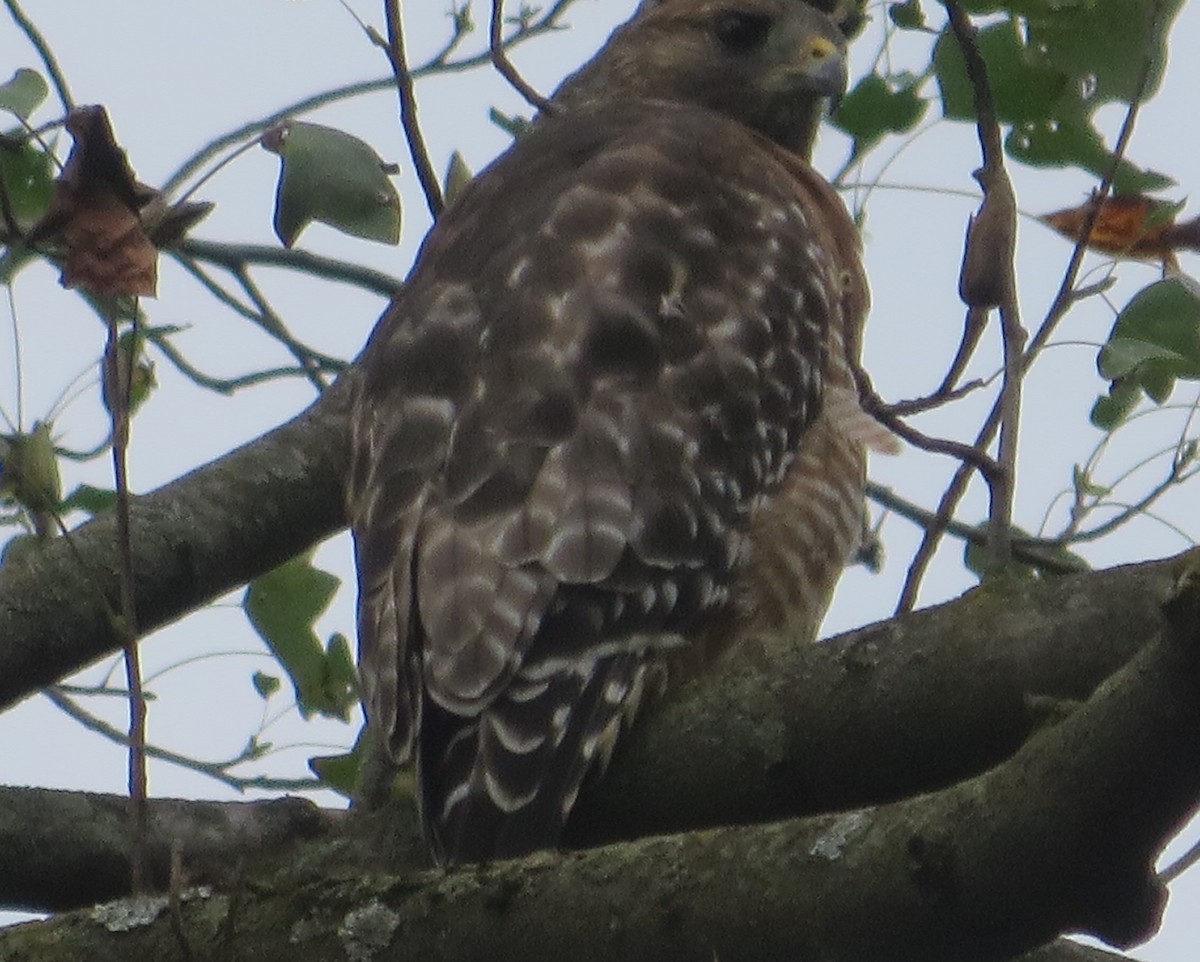 Red-shouldered Hawk - ML486425971