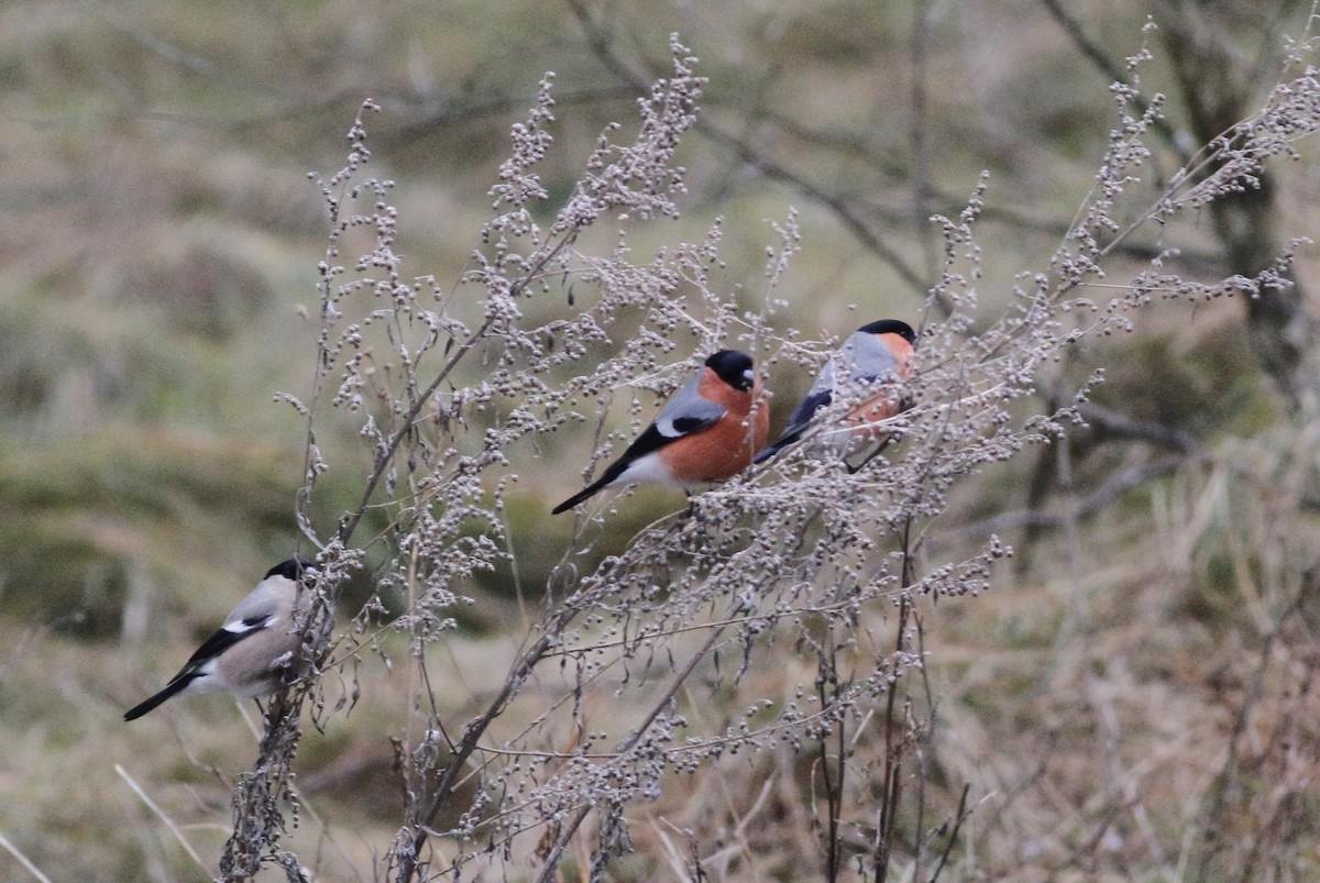 Eurasian Bullfinch - ML48642641