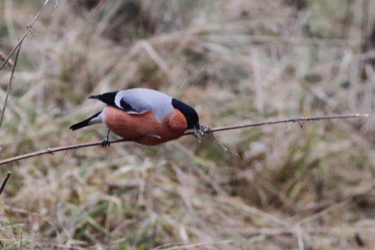 Eurasian Bullfinch - ML48642671