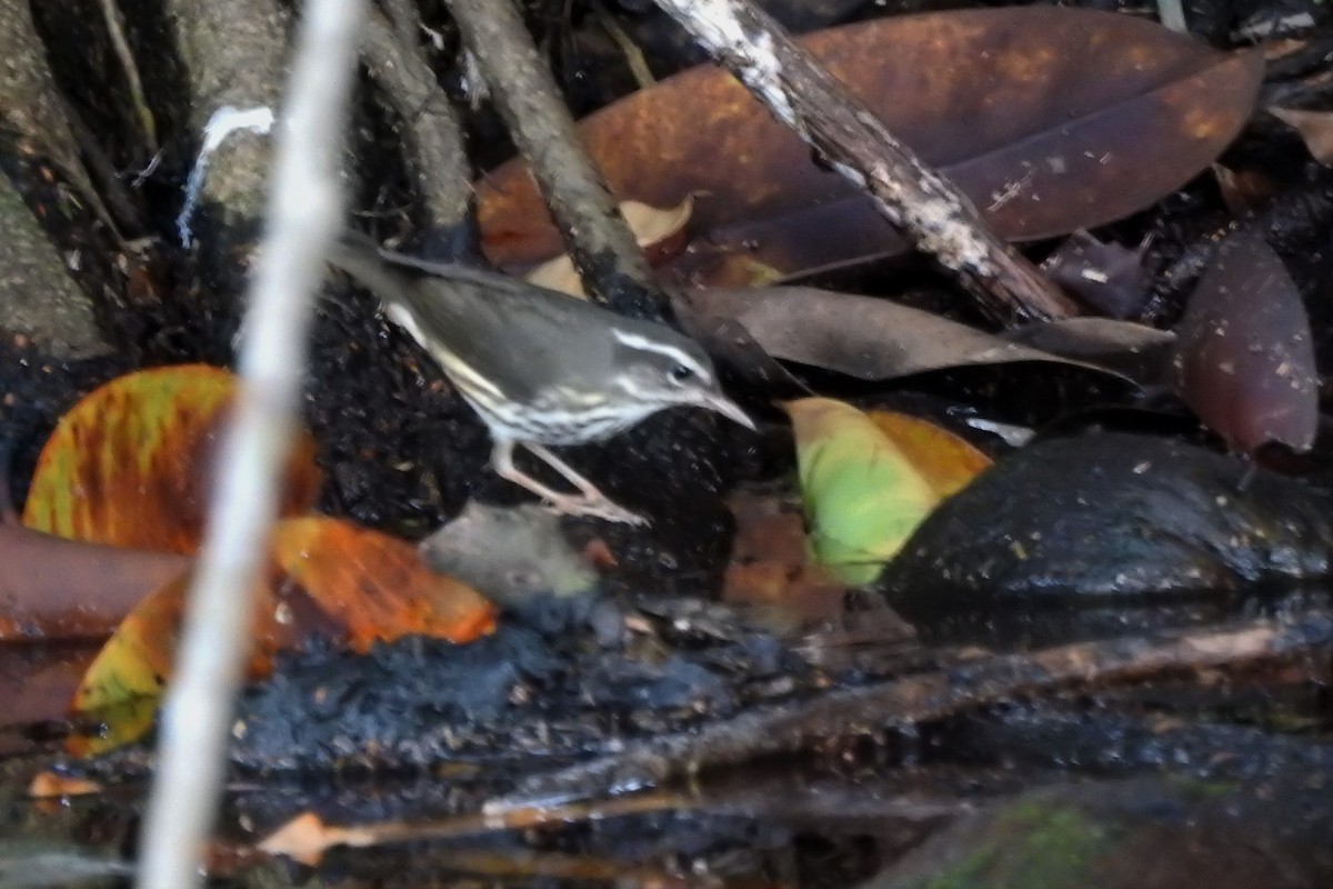 Louisiana Waterthrush - ML486427061