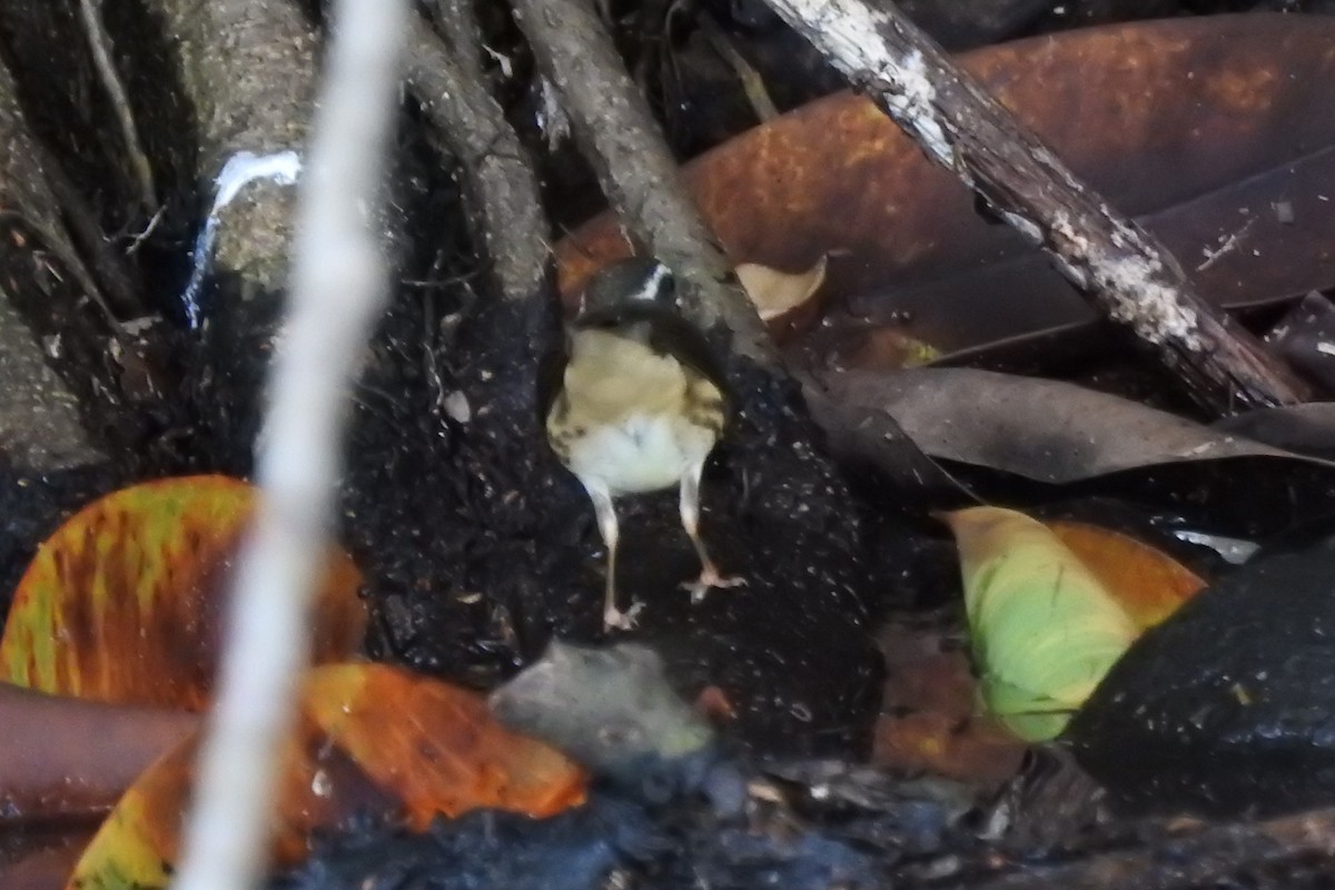 Louisiana Waterthrush - ML486427101