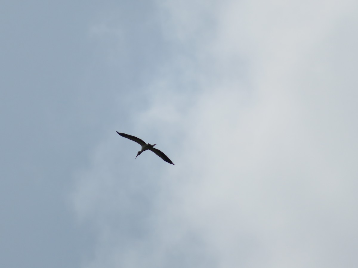 Wood Stork - ML486427141