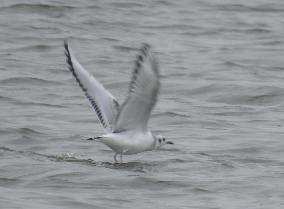 Mouette de Bonaparte - ML486427251