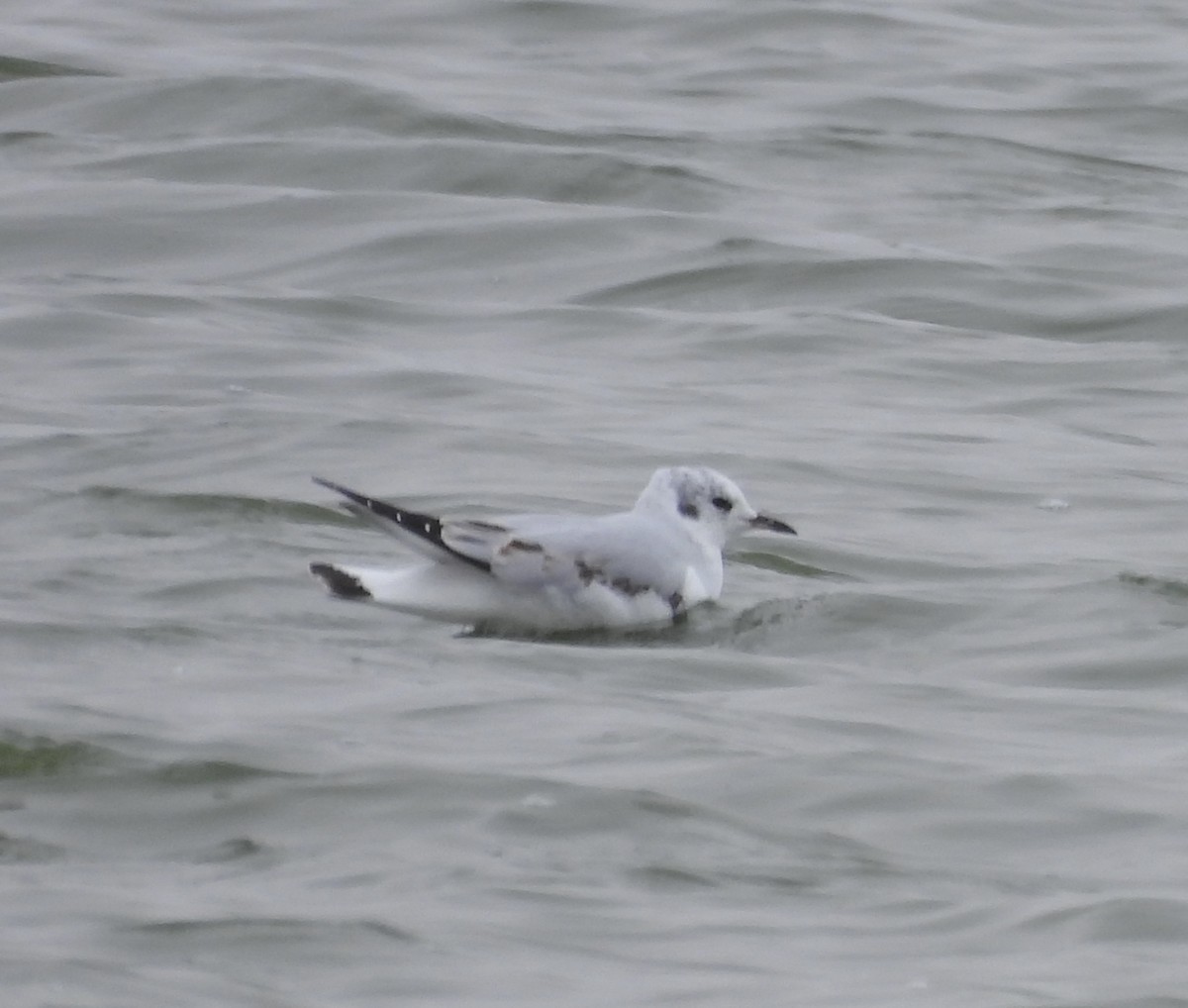 Mouette de Bonaparte - ML486427261