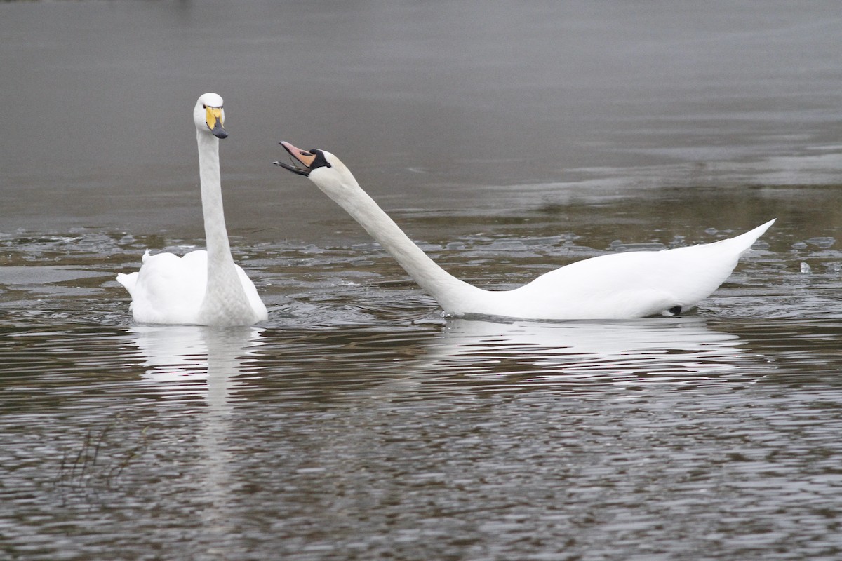 Cygne tuberculé - ML48642771