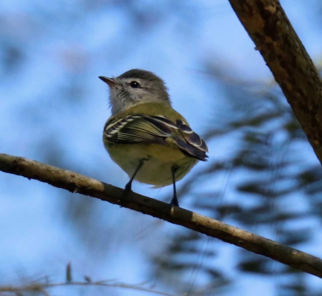 Sclater's Tyrannulet - Tom Lewis