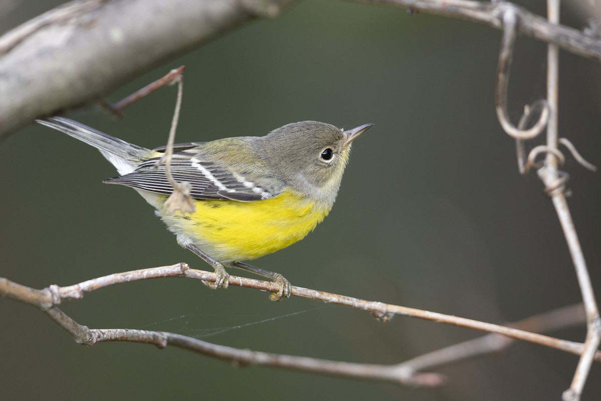 Magnolia Warbler - Michael Stubblefield