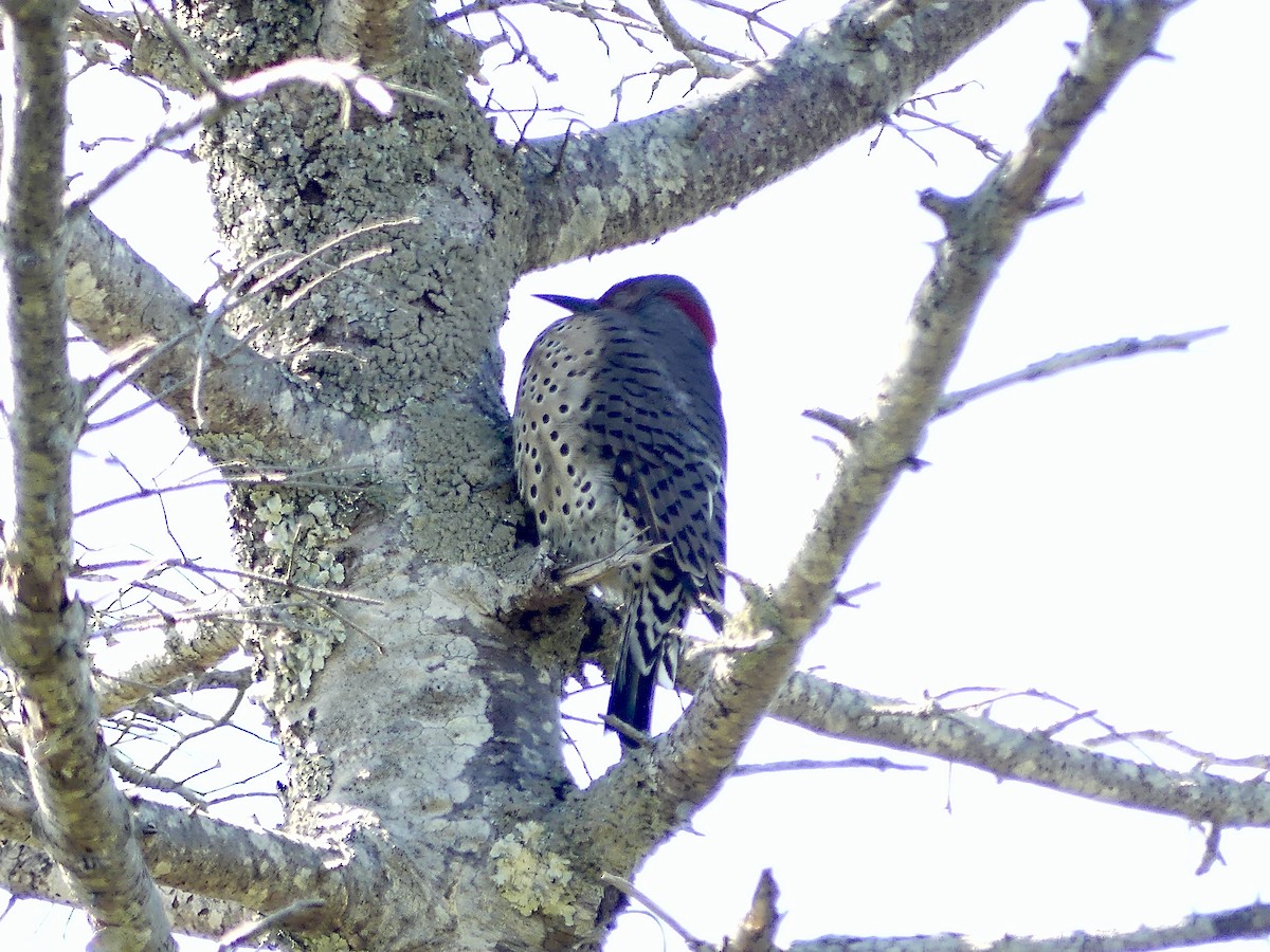 Northern Flicker - Charles Duncan