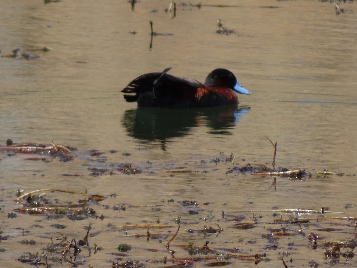 Andean Duck - ML486431701