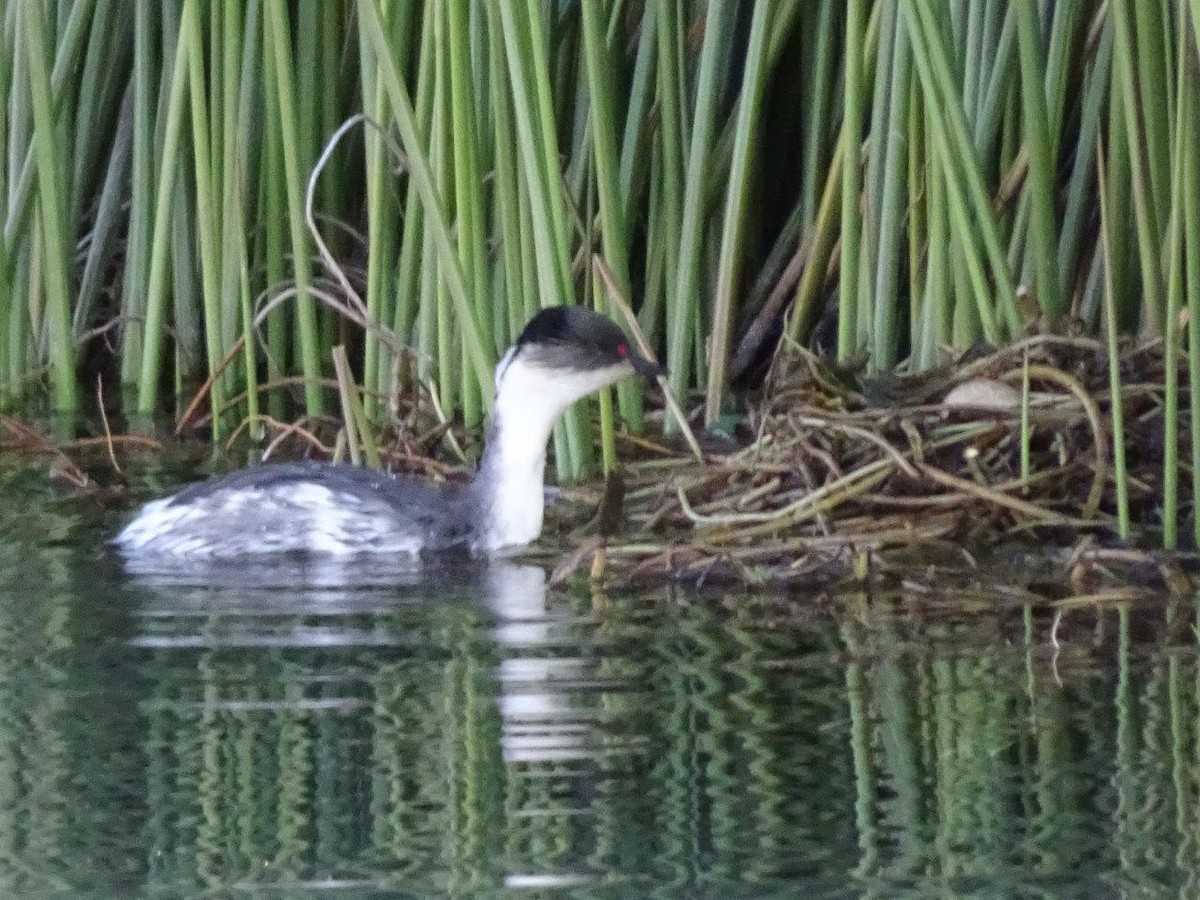 Silvery Grebe - Antonio Varona Peña