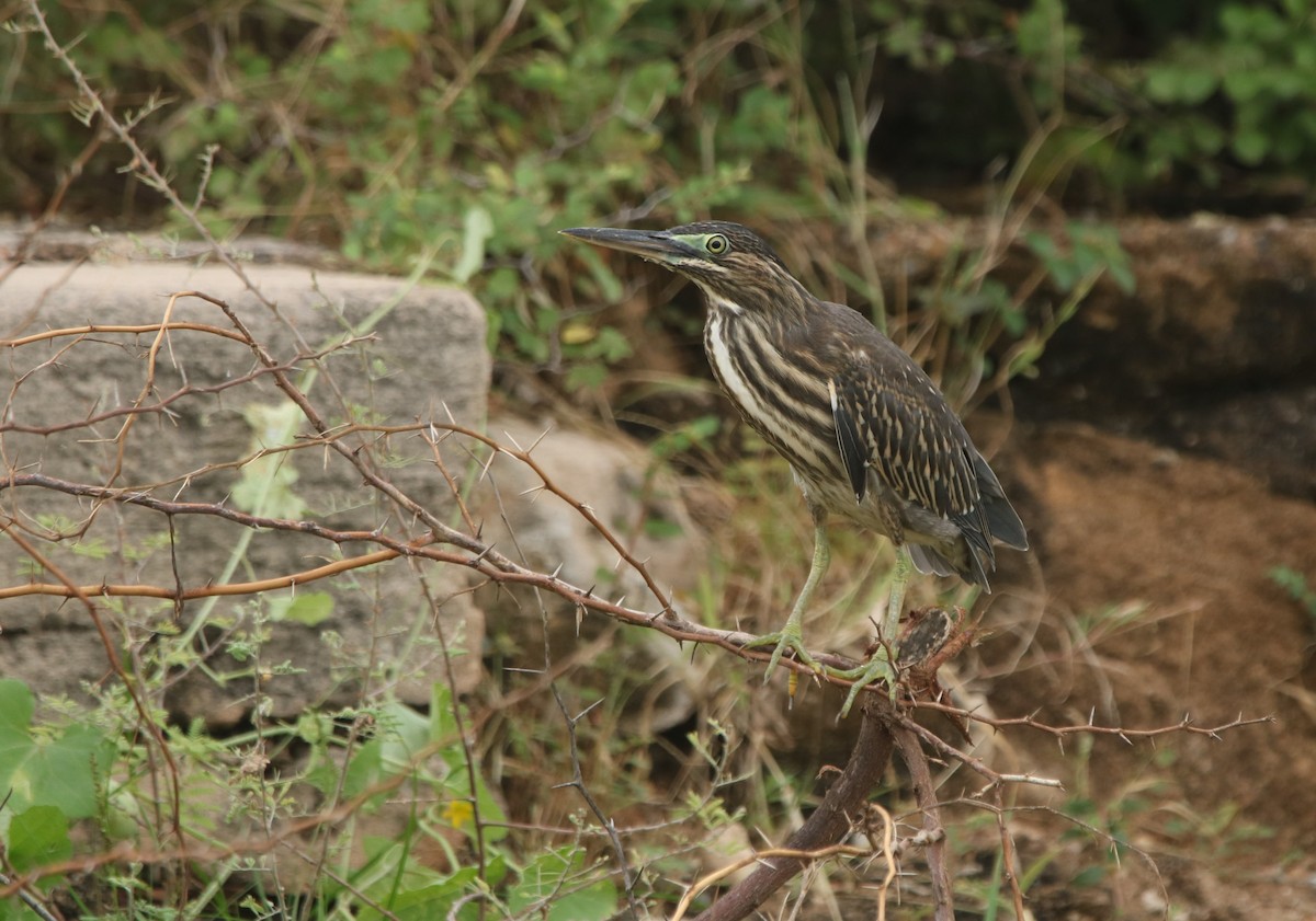 Striated Heron - ML486432081