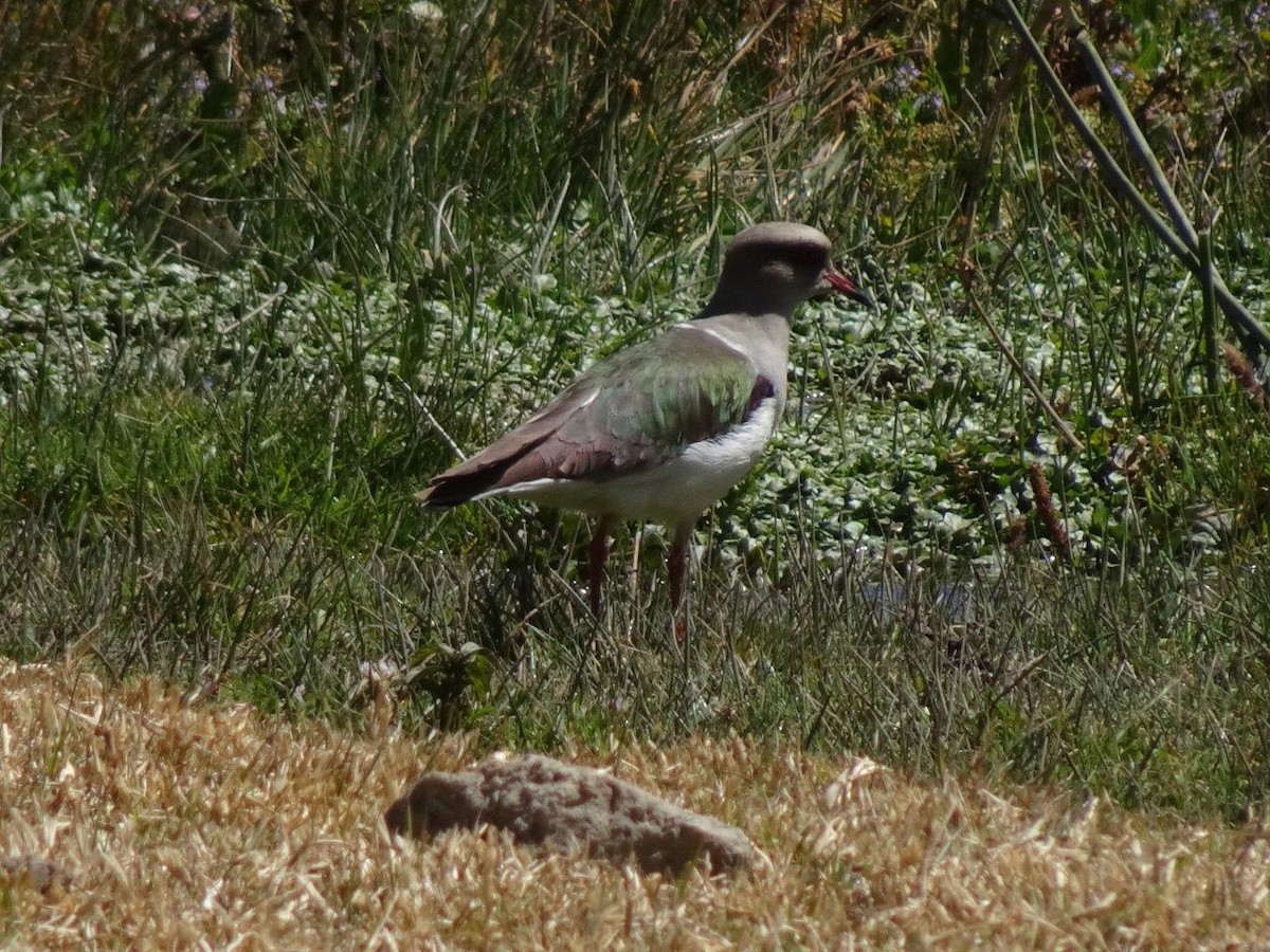 Andean Lapwing - Antonio Varona Peña