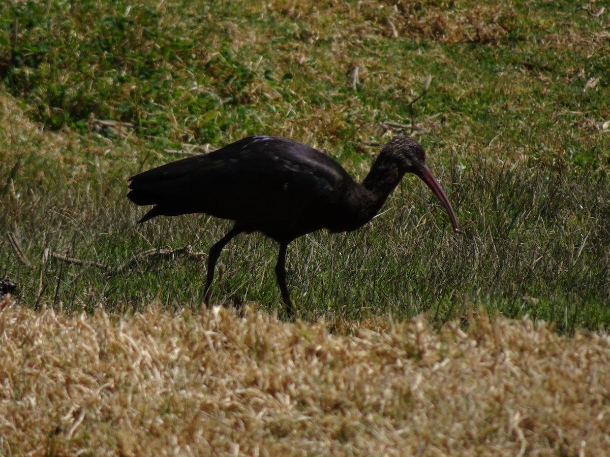 ibis andský - ML486432511