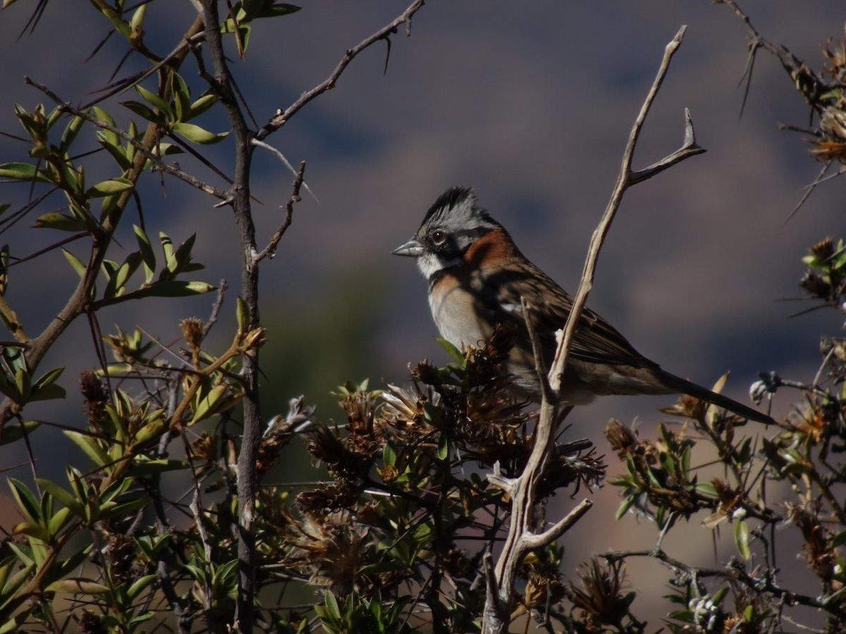 Rufous-collared Sparrow - Antonio Varona Peña
