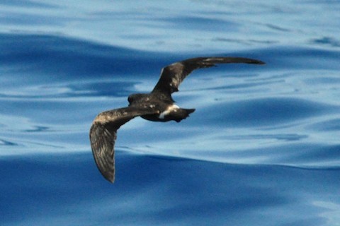 Leach's Storm-Petrel - ML486434111