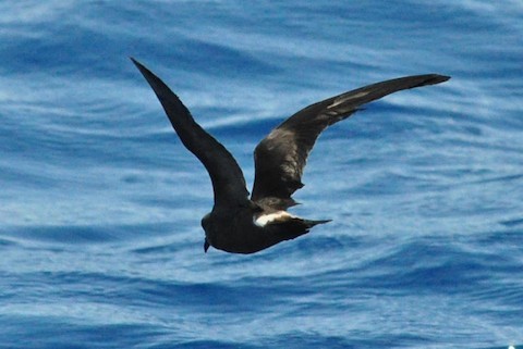 Leach's Storm-Petrel - ML486434121