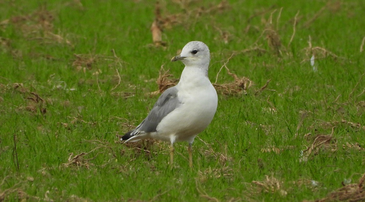 Common Gull - ML486437671